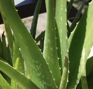 Aloe Vera Toothpaste